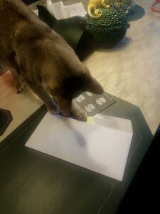 ADDICT OF THE TRIP MINDS, 岡本健一