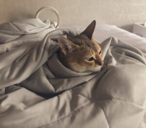 ADDICT OF THE TRIP MINDS, 岡本健一